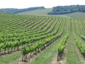 Bordeaux Vineyards and Chateaux - Self Guided Bike Tour - France - Van Gogh Tours