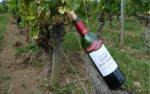 Bordeaux Vineyards and Chateaux - Self Guided Bike Tour - France - Van Gogh Tours