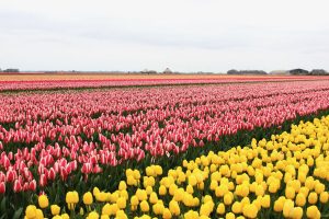 Super Tulip Tour - Bike and Barge - Van Gogh Tours - The Netherlands