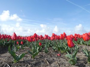 Van Gogh Tours - Bike and Barge - Southern Route