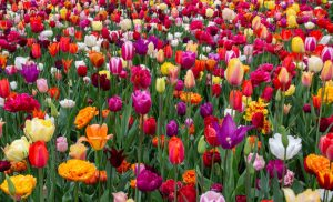 Van Gogh Tours - Bike and Barge - Super Tulip Tour