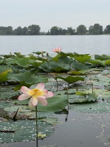 Venice to Mantua - Bike and Barge - Italy - Van Gogh Tours