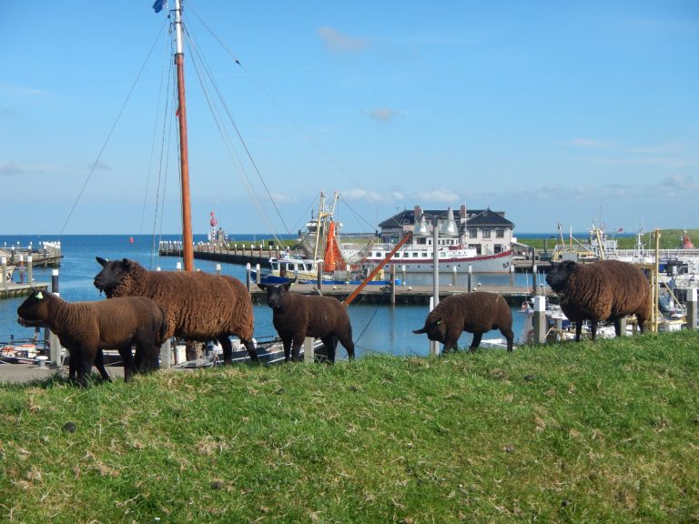 Northern Route - Bike and Barge - Van Gogh Tours - The Netherlands