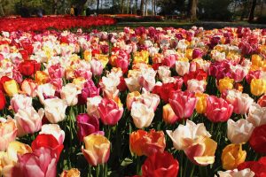 Deluxe Springtime Tour - Bike and Barge - Van Gogh Tours - The Netherlands