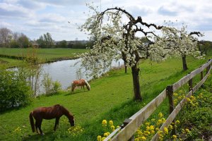 Bike and boat tour - Van Gogh Tours - Netherlands Europe