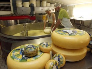 Bike and barge - Van Gogh Tours - Cycle trip - Netherlands Cheese farm