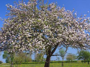 Normandy Coast - Self Guided Bike Tour - France - Van Gogh Tours