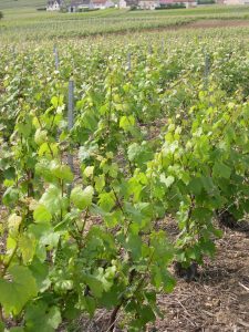 Le tour de Champagne - Self Guided Bike Tour France - Van Gogh Tours