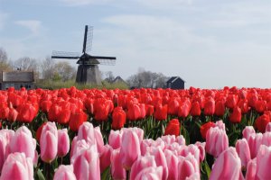 Tulip Tours - Bike trips in Holland | Van Gogh Tours