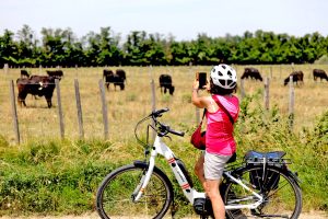 Provence Camargue - Bike and Barge - France - Van Gogh Tours