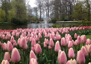 Van Gogh Tours - Deluxe Springtime Tulip Tour - Bike and Barge