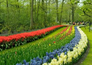Van Gogh Tours - Deluxe 5-Day Tulip Tour - Bike and Barge