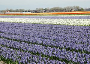 Van Gogh Tours - Deluxe 5-Day Tulip Tour - Bike and Barge