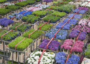 Van Gogh Tours - Deluxe 5-Day Tulip Tour - Bike and Barge