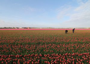 Van Gogh Tours - tulip tours - guided bike tours - Netherlands Holland