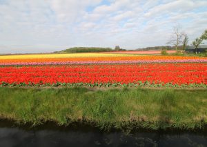 Van Gogh Tours - tulip tours - guided bike tours - Netherlands Holland
