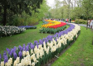 Van Gogh Tours - guided bike tour - keukenhof gardens - tulips