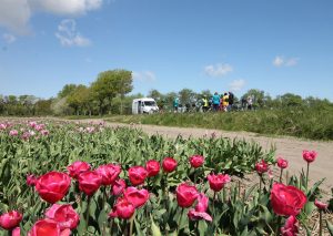 Van Gogh Tours - country of tulips tour - guided hotel bike tour - Netherlands