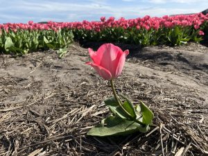 Deluxe Springtime Tour - Bike and Barge - Van Gogh Tours - The Netherlands
