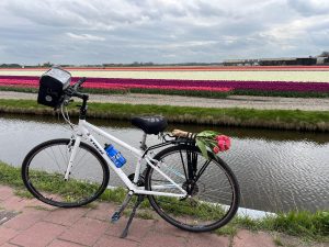 Country of Tulips Cycle Tour - Guided Tulip Tour - Holland - Netherlands - Van Gogh Tours