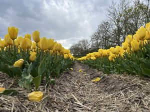 Super Tulip Tour - Bike and Barge - Van Gogh Tours - The Netherlands