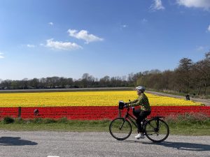 Country of Tulips Cycle Tour - Guided Tulip Tour - Holland - Netherlands - Van Gogh Tours