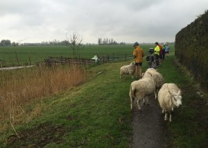 Country of Tulips Tour - Van Gogh Tours - Route map - Guided Bike and Hotel - South Holland - Sheeps