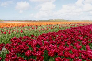 Deluxe Springtime Tour - Bike and Barge - Van Gogh Tours - The Netherlands