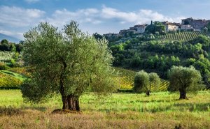 Van Gogh Tours - Olive Gardens - The Best of Umbria and Tuscany cycling Tour