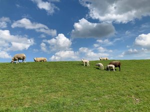 Van Gogh Tours - Friesland and Lake IJssel - Bike and Barge Tour Netherlands