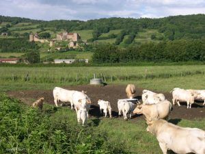 Burgundy Vineyards - Self Guided Bike Tour France - Van Gogh Tours