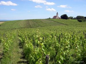 Burgundy Vineyards - Self Guided Bike Tour France - Van Gogh Tours