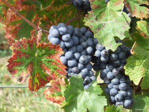 Heart of Chateau Country - Loire Valley France - Self Guided Bike Tour - Van Gogh Tours