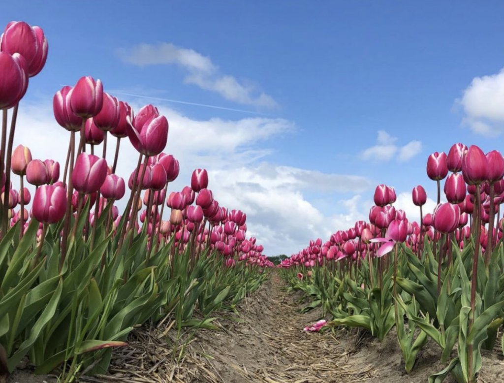 Tulip Tours - Bike trips in Holland | Van Gogh Tours