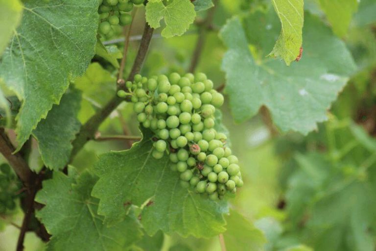 Espernay Champagne - Paris - Boat bike tours - Van Gogh Tours - France