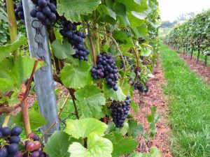 Saar and Mosel River Route - Bike and Barge tour - Germany - Van Gogh Tours