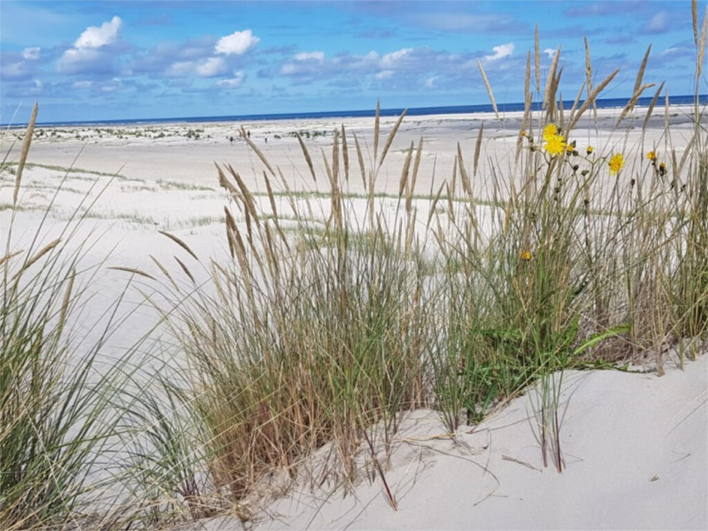Sail & Bike Wadden Sea Adventure - Van Gogh Tours - Bike & Sail Boat - The Netherlands - Friesland