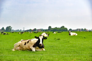 Sail & Bike Wadden Sea Adventure - Van Gogh Tours - Bike & Sail Boat - The Netherlands - Friesland