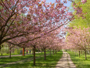 Berlin & the Brandenburg Lakes - Bike and Barge - Germany - Van Gogh Tours