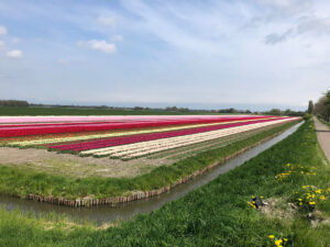 Tulips & Postcards - Van Gogh Tours - Guided Bike Tour