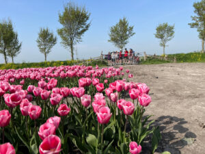 Tulips & Postcards - Van Gogh Tours - Guided Bike Tour
