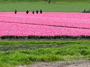 Tulips & Postcards - Van Gogh Tours - Guided Bike Tour