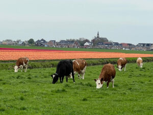 Tulips & Postcards - Van Gogh Tours - Guided Bike Tour