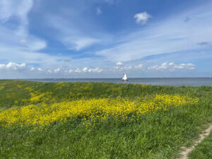 Tulips & Postcards - Van Gogh Tours - Guided Bike Tour