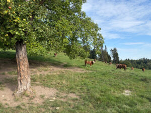 Cycling around the Salzkammergut - Self Guided Bike tour - Austria - Van Gogh Tours